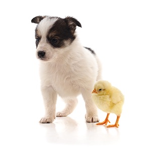 Blog Hero: Puppy and Chick: Bad Design and Bad Design Experiences